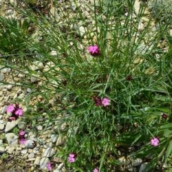 Dianthus carthusianorum