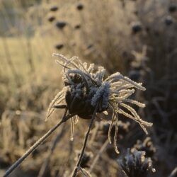 Dianthus carthusianorum