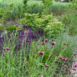 Dianthus carthusianorum