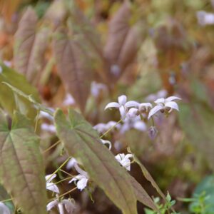 Epimedium Trvalka sezony 2025