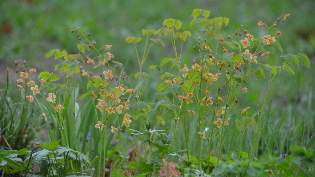 trvalka sezony 2025 epimedium skornice