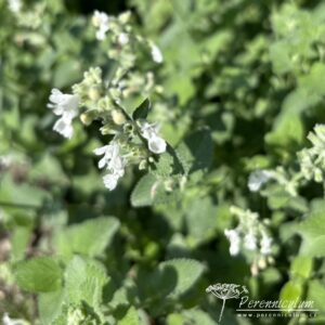 Nepeta x faassenii Alba