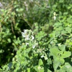 Nepeta x faassenii Alba