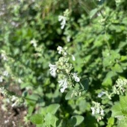 Nepeta x faassenii Alba