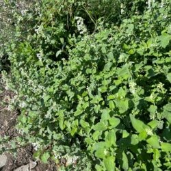 Nepeta x faassenii Alba