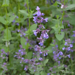 Nepeta x faassenii Kit Cat