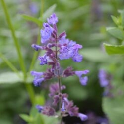 Nepeta x faassenii Kit Cat