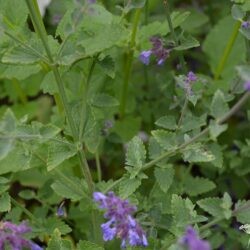 Nepeta x faassenii Kit Cat