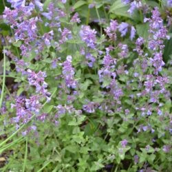 Nepeta x faassenii Kit Cat