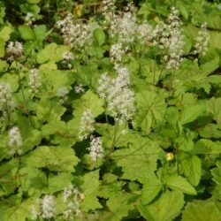 Tiarella cordifolia