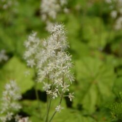 Tiarella cordifolia