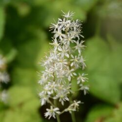 Tiarella cordifolia