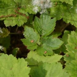 Tiarella cordifolia