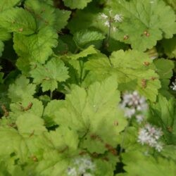 Tiarella cordifolia