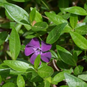 Vinca minor Atropurpurea