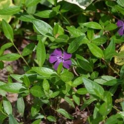 Vinca minor Atropurpurea