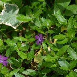 Vinca minor Atropurpurea