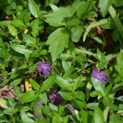 Vinca minor Atropurpurea