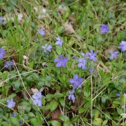 Vinca minor Bowles