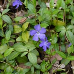 Vinca minor Bowles