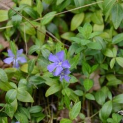 Vinca minor Bowles