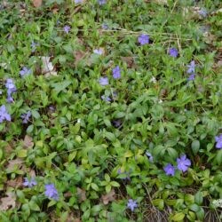 Vinca minor Bowles