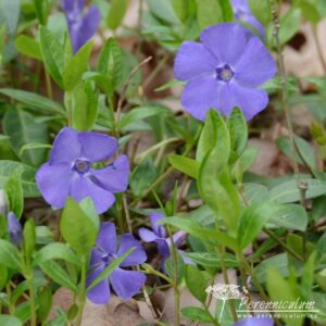 Vinca minor Flower Power