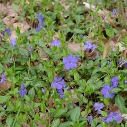 Vinca minor Flower Power