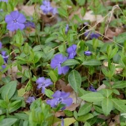 Vinca minor Flower Power