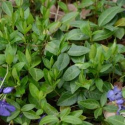 Vinca minor Flower Power