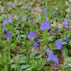 Vinca minor Flower Power