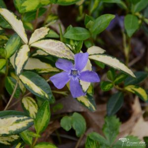 Vinca minor Illumination