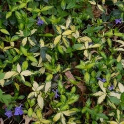 Vinca minor Illumination