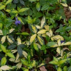 Vinca minor Illumination