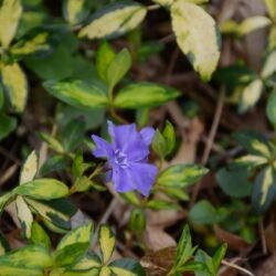 Vinca minor Illumination