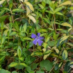 Vinca minor Illumination