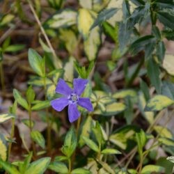 Vinca minor Illumination