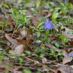 Vinca minor Illumination