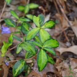 Vinca minor Illumination