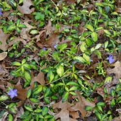 Vinca minor Illumination