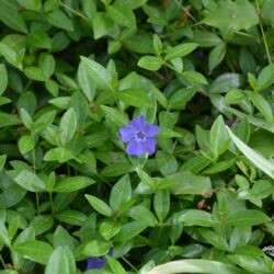 Vinca minor La Grave