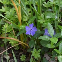 Vinca minor La Grave