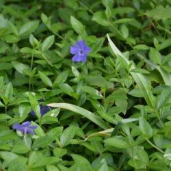 Vinca minor La Grave