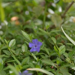 Vinca minor La Grave